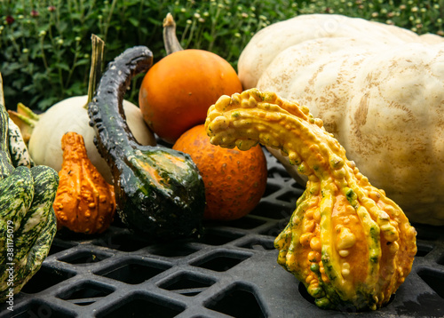 Warwick, NY / United States - Sept. 26, 2020: Landscape background image of autumnal gourds