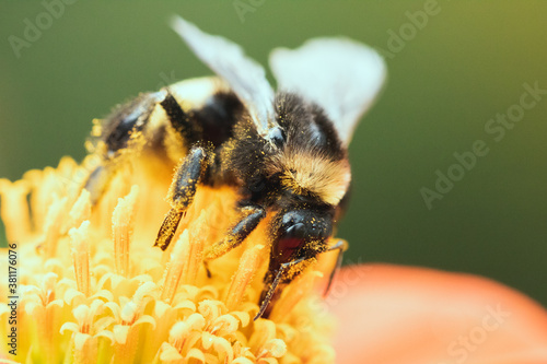close up pollinator bee on flower