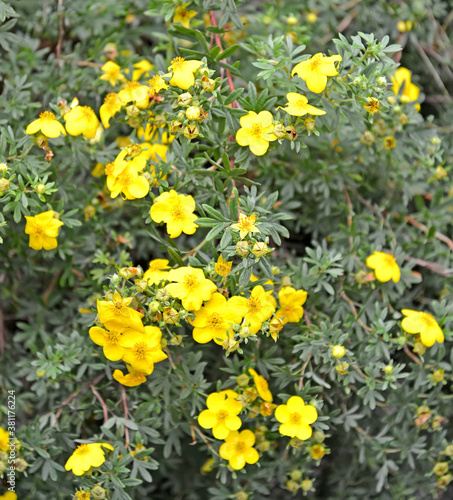 Shrub five-leaf (Kuril shrub tea, shrub lapel) (Pentaphylloides fruticosa (L.) O. Schwarz)