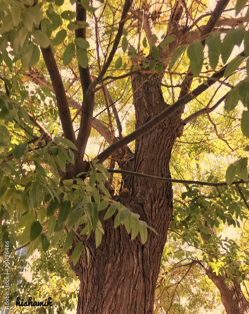 Tree leaves with trunk in the street with sun throughout Amman-Jordan 