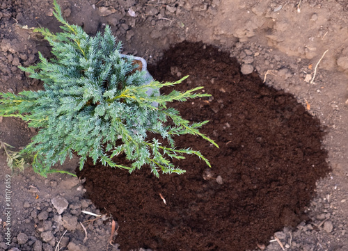 transplanting a coniferous Bush from a pot into the ground.