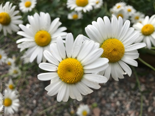 daisies