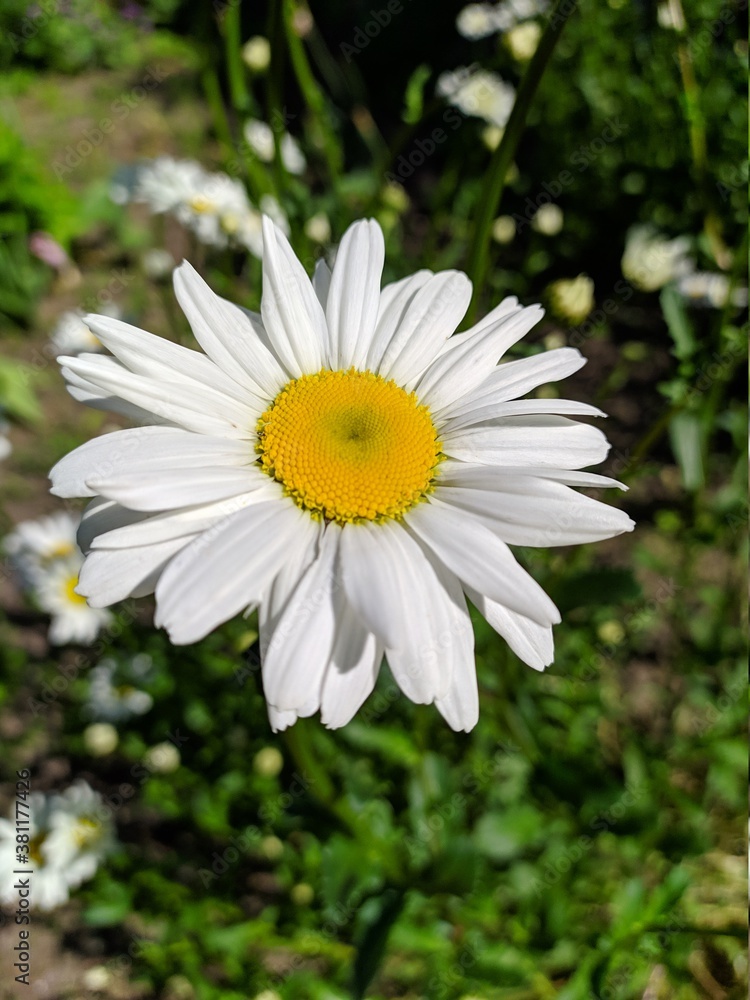 Fototapeta premium white daisy flower