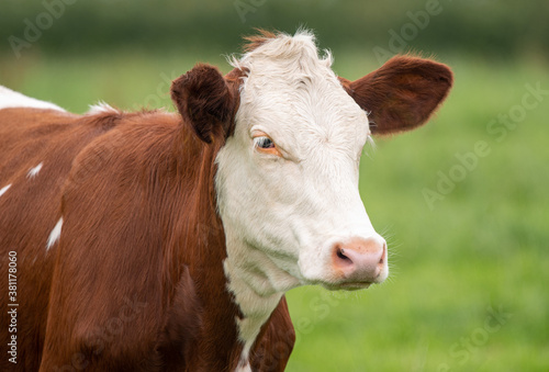 A close up photo of a brown and white Cow on a green background  © Stef Bennett