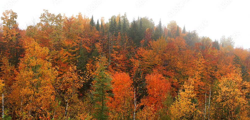 Panoramic view of many autumn trees caught in mist
