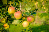 Beautiful apple trees in an apple orchard in autumn, selective focus. Apples closeup
