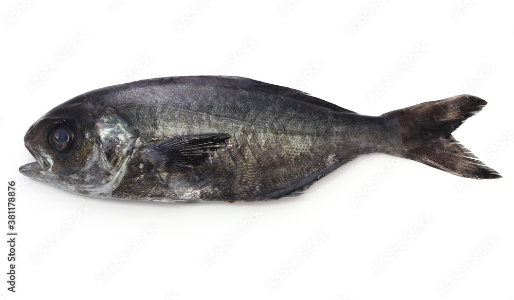 pacific barrelfish, japanese name is Medai.
pacific barrelfish, japanese name is Medai.
