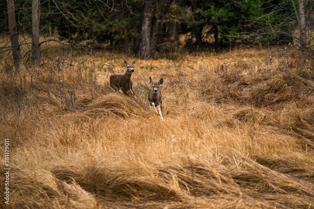 Fototapeta premium Oh deer
