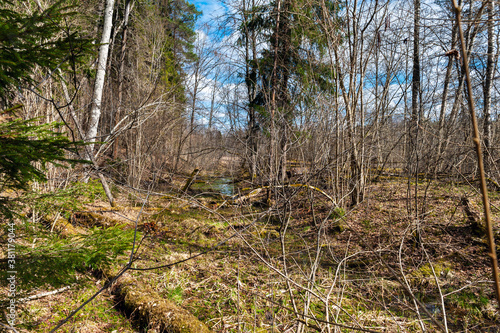 Spring forest in Latvia © gorelovs