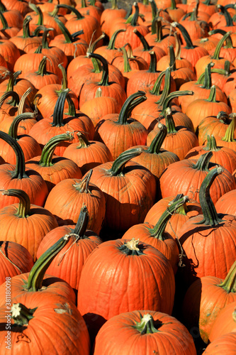 Many large pumpkins up for sale at the farm 