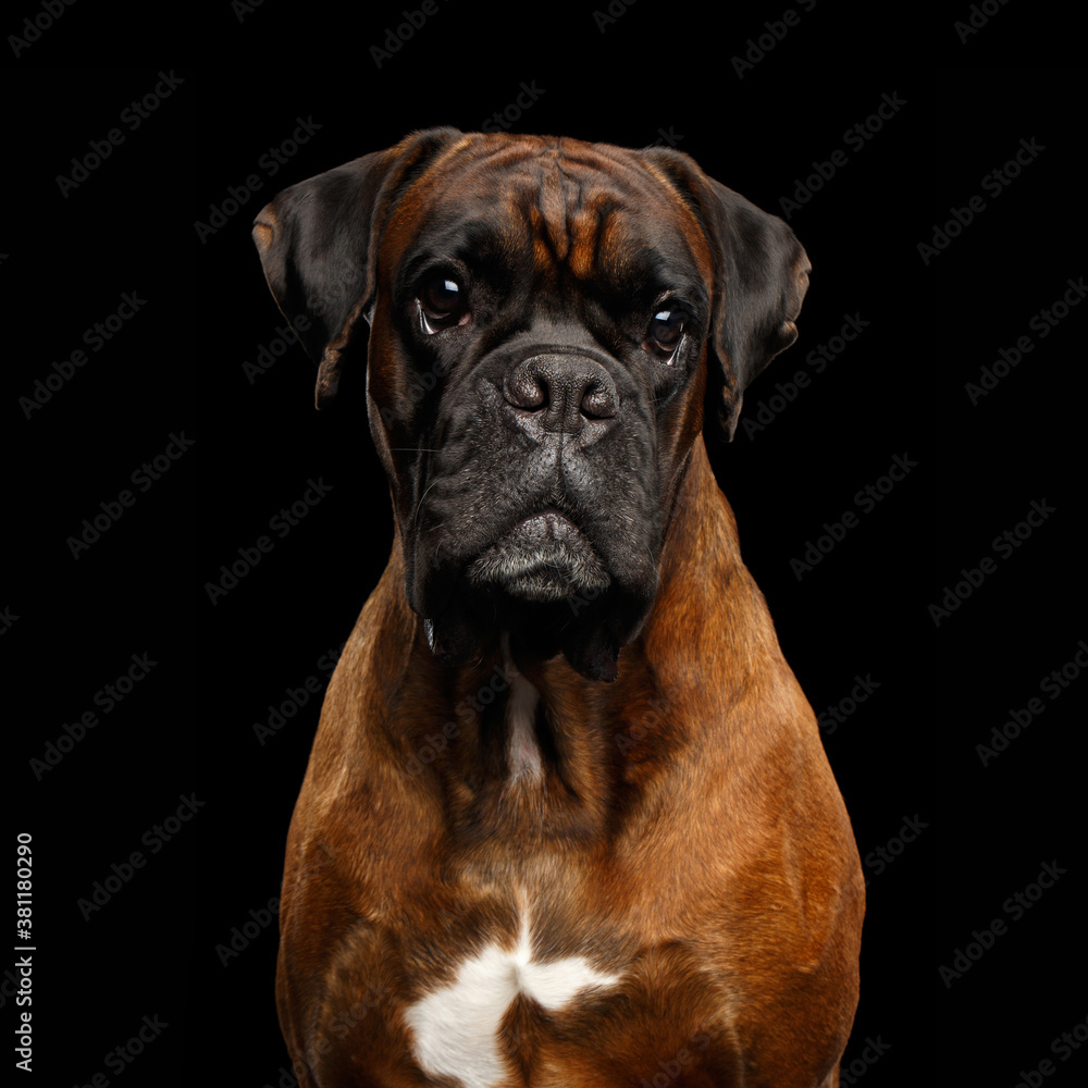 Close-up Portrait of Purebred Boxer Dog with tan fur Isolated on Black Background