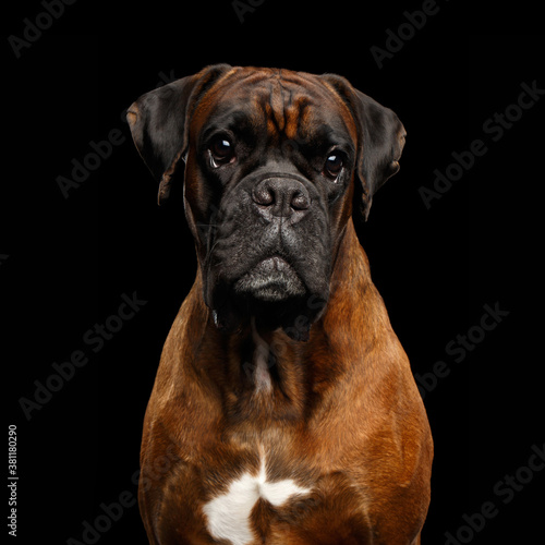 Close-up Portrait of Purebred Boxer Dog with tan fur Isolated on Black Background © seregraff