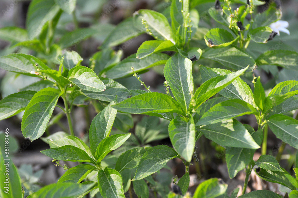In the spring, Mercurialis perennis grows in the forest In the spring, Mercurialis perennis grows in the forest