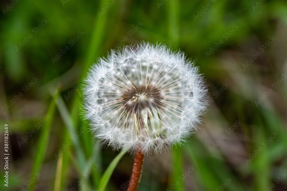 Inner Dandelion Inner Dandelion