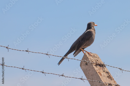 Common blackbird bird on barbed wire jail