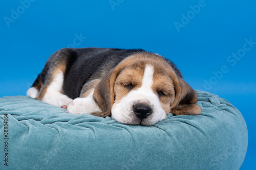 Portrait of a beagle dog pup lying on a blue cushion sleeping isolated against blue background
