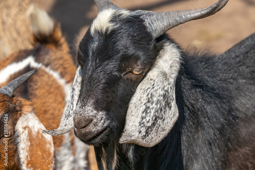 horned goat on a farm