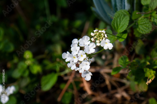 Pretty White Flowers
