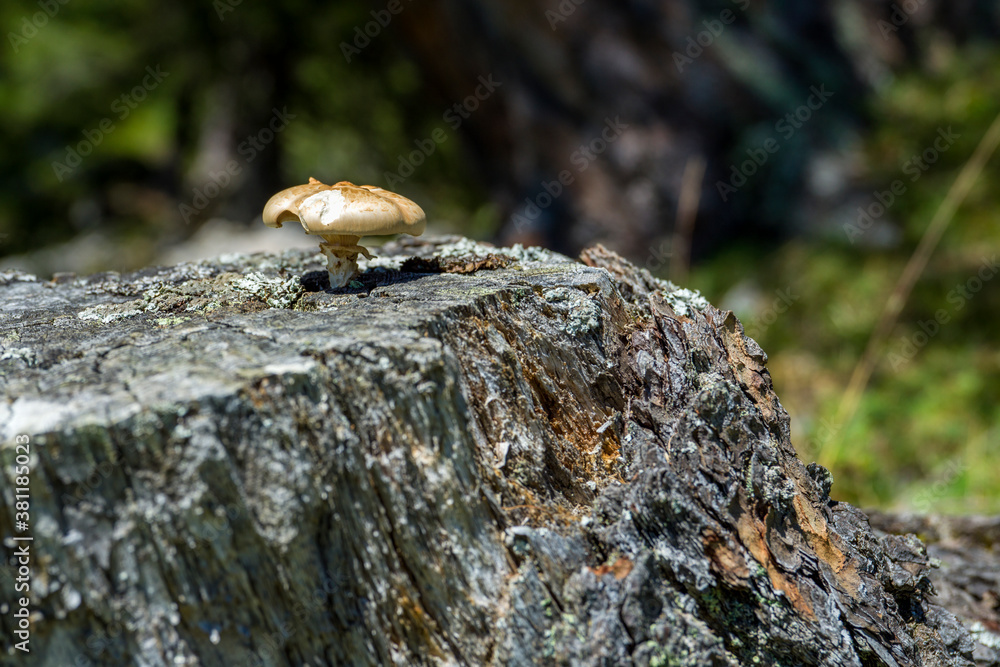 Ein Pilz wächst auf einem Baumstamm Ein Pilz wächst auf einem Baumstamm