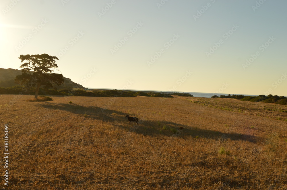 Fototapeta premium Sunrise over the coast on the beautiful Greek Island of Rhodes, Greece 