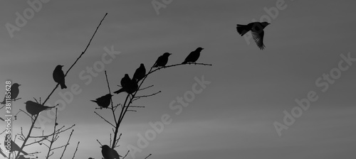 Kwiczoł Turdus pilaris deseń