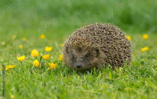 Hedgehog (Scientific name: Erinaceus Europaeus) Wild, native, European hedgehog in natural garden habitat with green grass and yellow buttercups. Facing forward. Horizontal. Space for copy