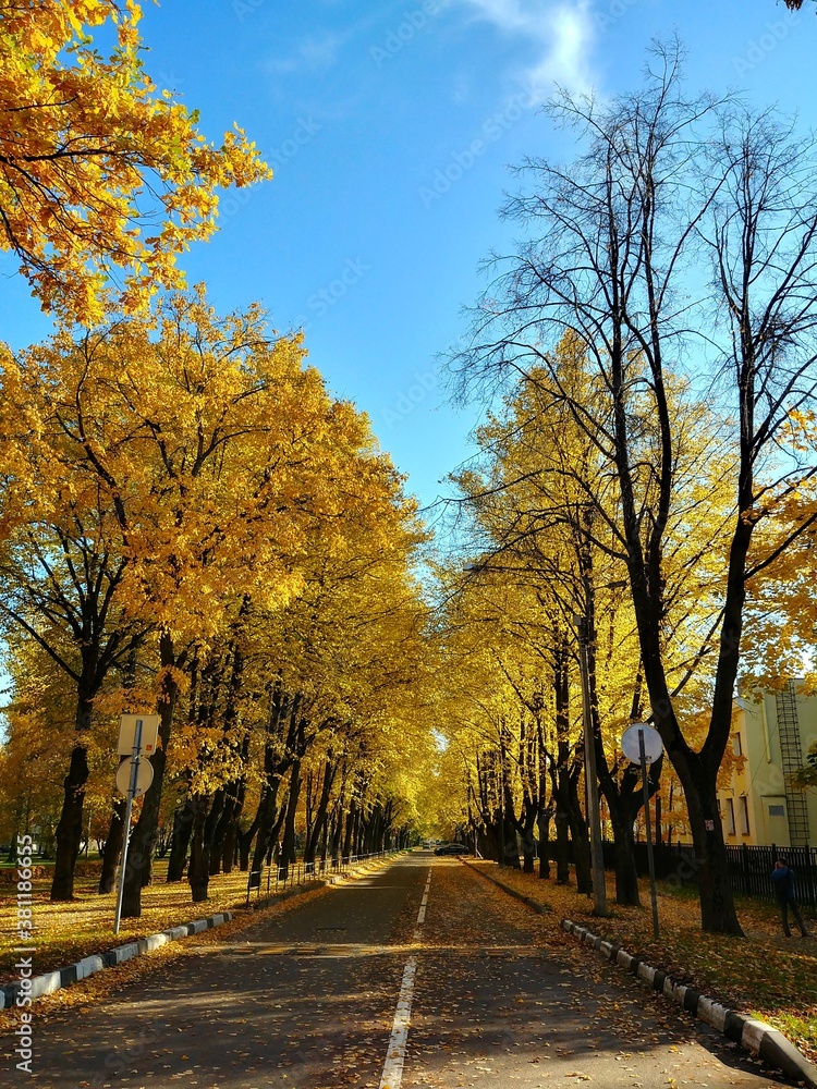 autumn alley