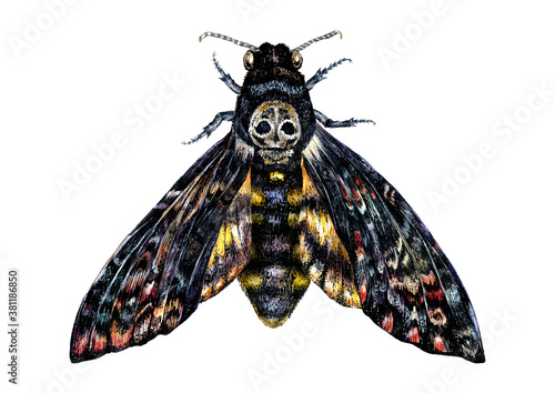 Watercolor Illustration of Death's-head hawkmoth
