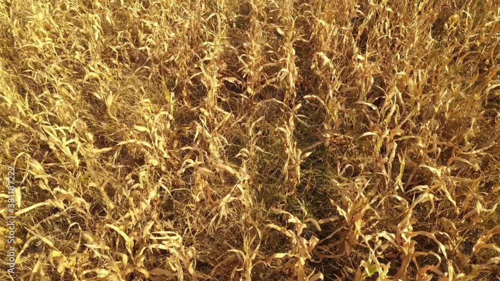 Aerial view of ripe corn crops in field in bad condition Aerial view of ripe corn crops in field in bad condition