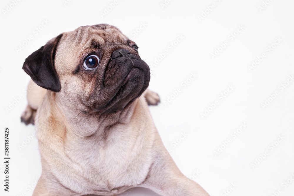 Portrait of adorable, happy dog of the pug breed. Cute smiling dog on white background. Free space for text.