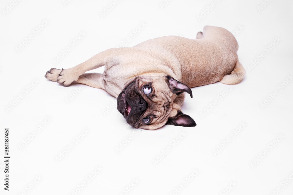 Obraz premium Portrait of adorable, happy dog of the pug breed. Cute smiling dog lies on white background. Free space for text.