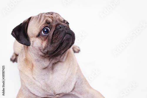 Portrait of adorable, happy dog of the pug breed. Cute smiling dog on white background. Free space for text. © KDdesignphoto