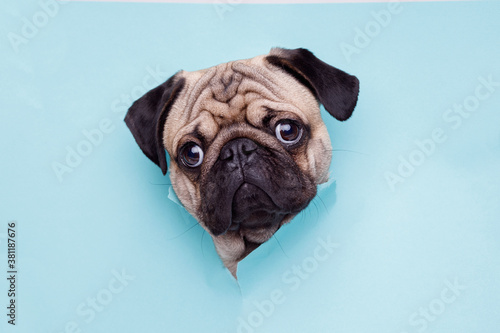 Portraite of cute dog of the pug breed climbs out of hole in colored background. Little funny puppy on bright trendy blue background. Free space for text.