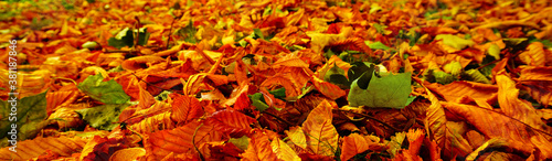 Herbstlaub panorama