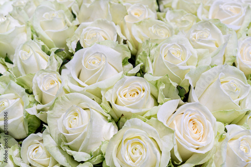 Beautiful background of white roses. Floral design texture.