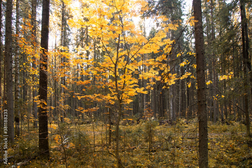 Fototapeta premium Autumn landscape in the forest with the sun.