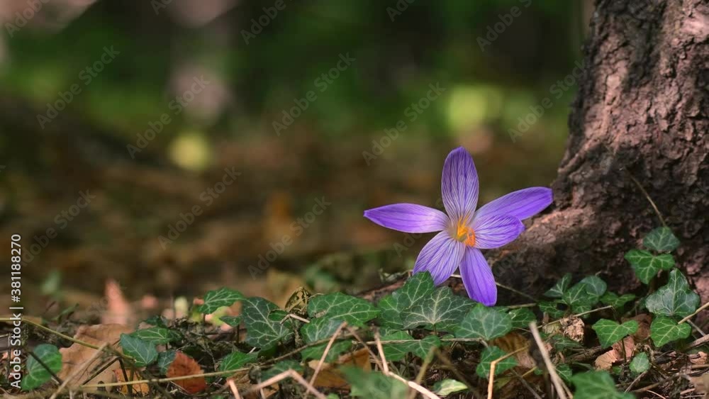 Close-up of violet Colchicum autumnale (autumn crocus, meadow saffron, naked lady) with forest background. Close-up of violet Colchicum autumnale (autumn crocus, meadow saffron, naked lady) with forest background.