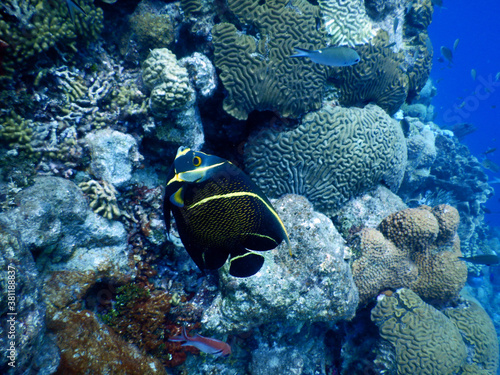 Wallpaper Mural unterwasser, sea, water, fish, Torontodigital.ca