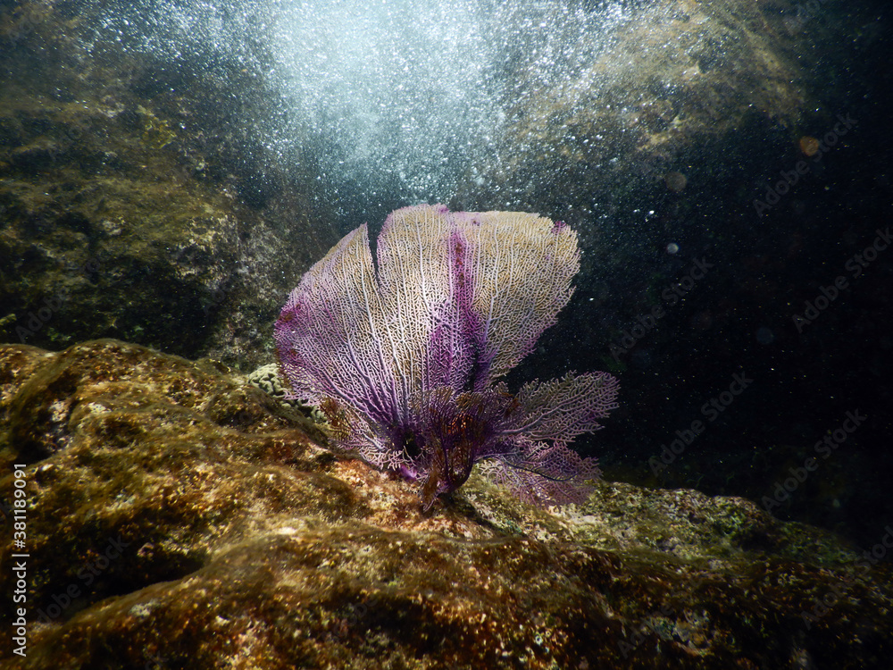 custom made wallpaper toronto digitalunterwasser, sea, water, fish,