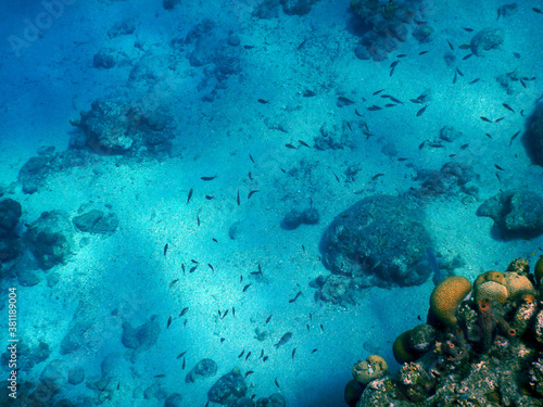 Wallpaper Mural unterwasser, sea, water, fish, Torontodigital.ca