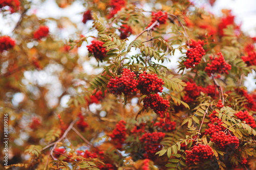 Autumn image of cluster of mountain ash. Bright ripe scarlet berries on a branches of rowan. Autumn forest