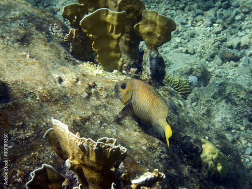 Wallpaper Mural unterwasser, sea, water, fish, Torontodigital.ca