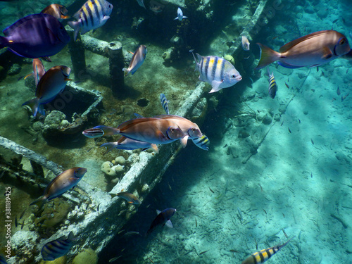 Wallpaper Mural unterwasser, sea, water, fish, Torontodigital.ca