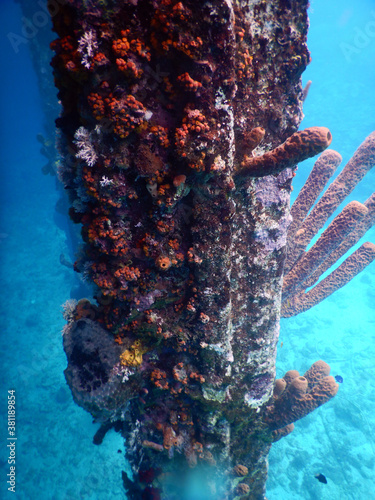 Wallpaper Mural unterwasser, sea, water, fish, Torontodigital.ca