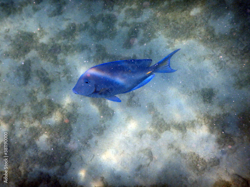 Wallpaper Mural unterwasser, sea, water, fish, Torontodigital.ca