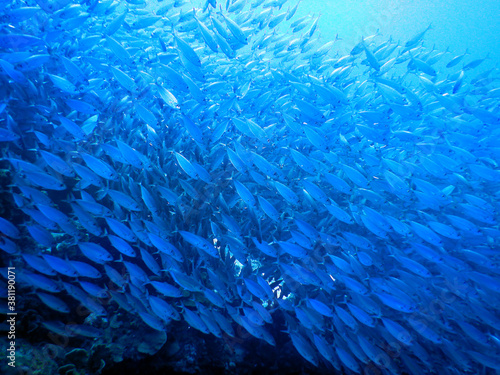 Wallpaper Mural unterwasser, sea, water, fish, Torontodigital.ca