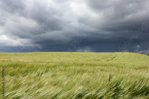 Dunkle Wolken   ber Getreidefeld