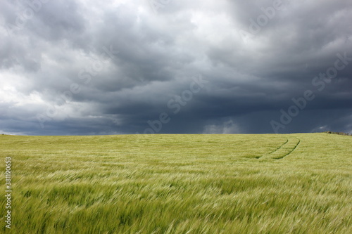 Dunkle Wolken   ber Getreidefeld