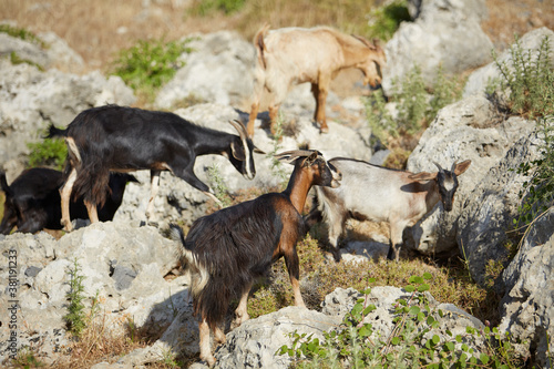 mountain goats on the rocks of the Greek mountains 