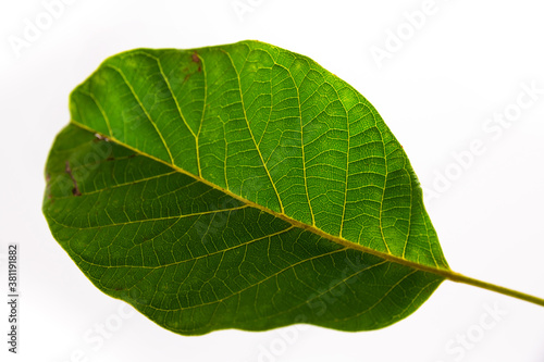 Macro photo of texture of green leaf on white isolated background